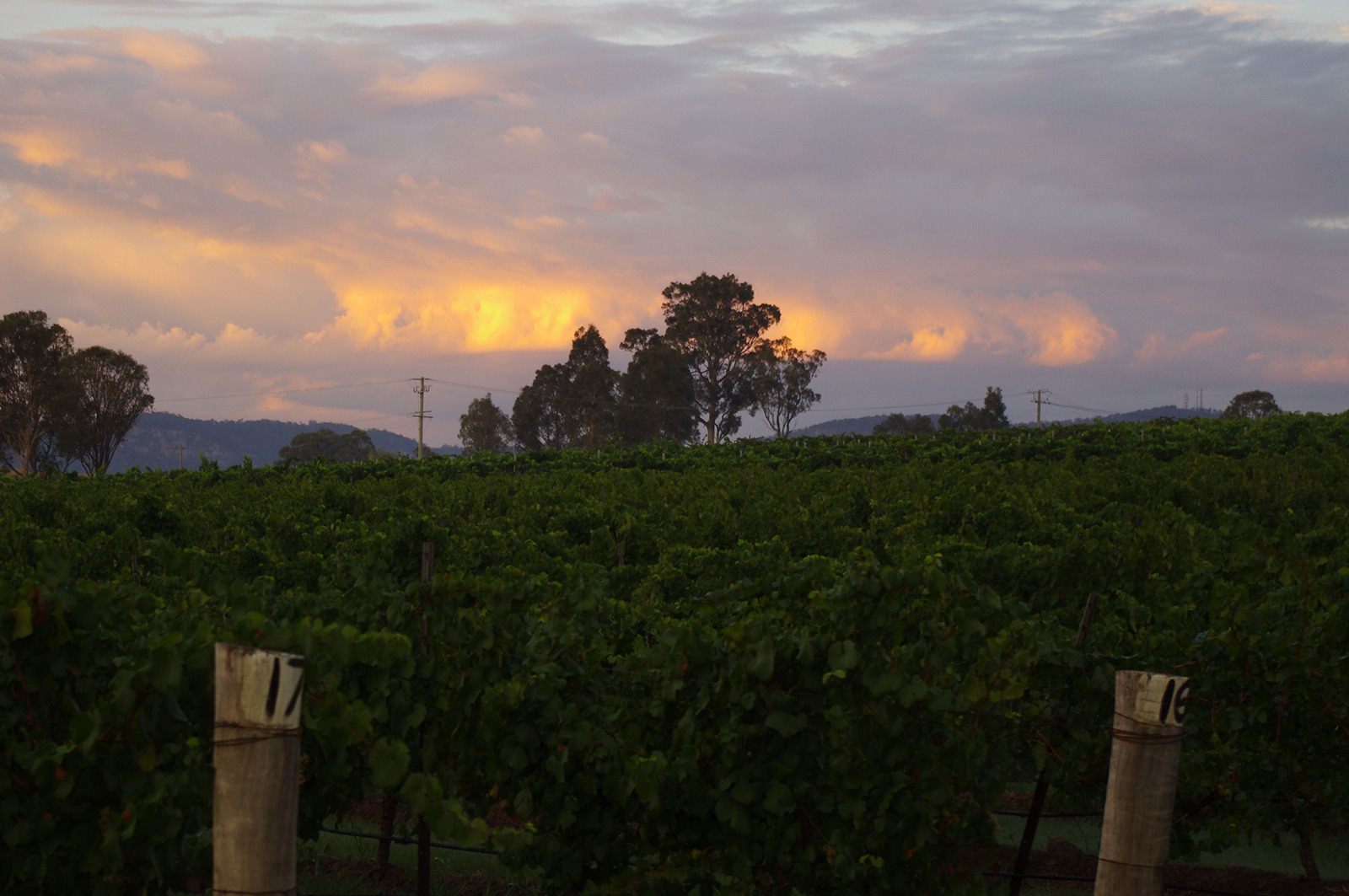 A glass of wine at Misty Glen Estate