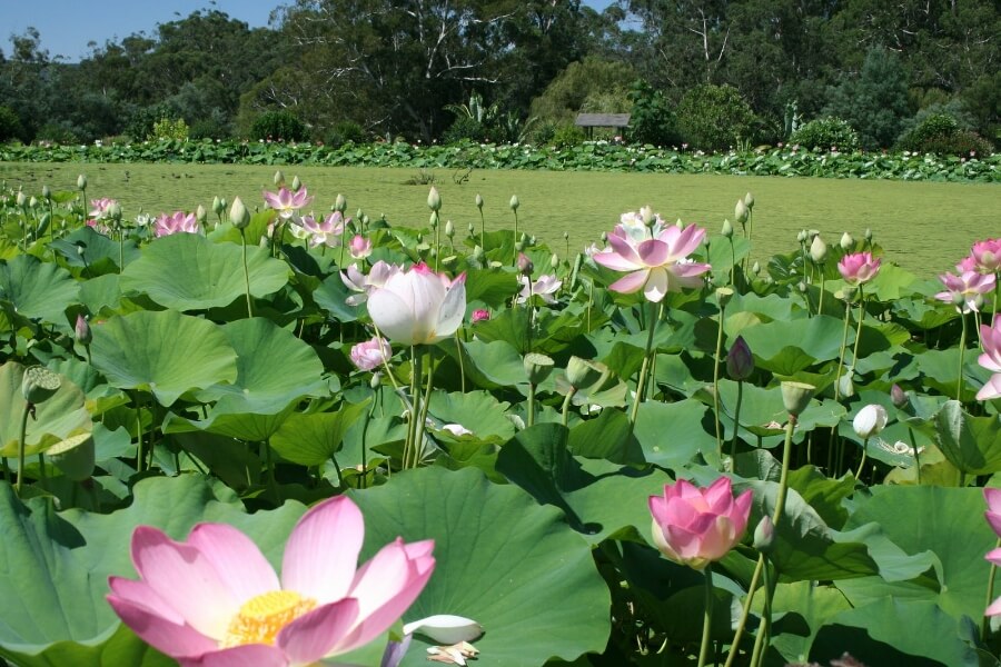 Stroll through Blue Lotus Water Garden