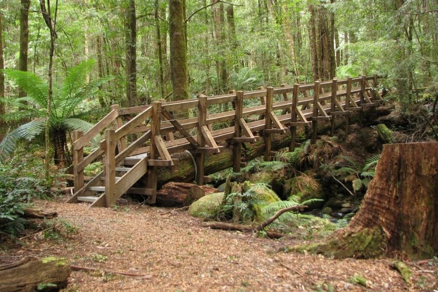 Beeches Rainforest Walk